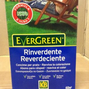 EVERGREEN RINVERDENTE KG.2
