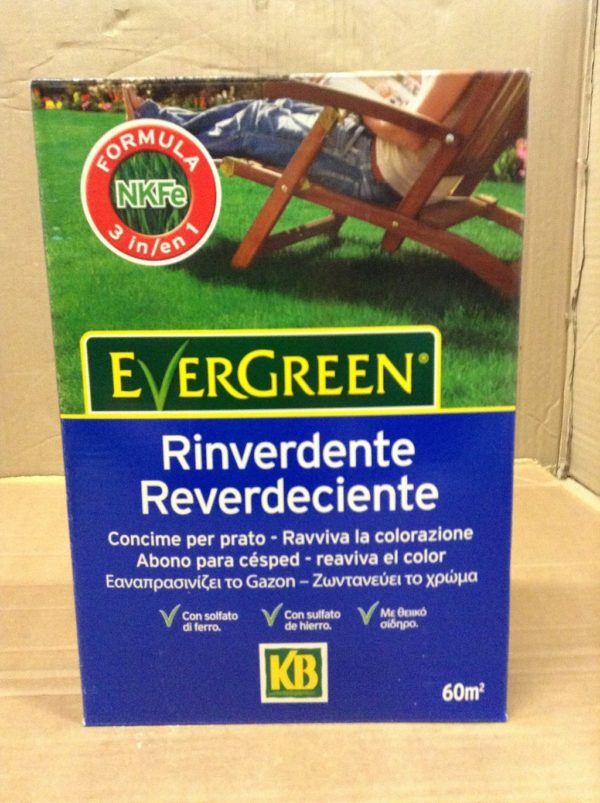 EVERGREEN RINVERDENTE KG.2