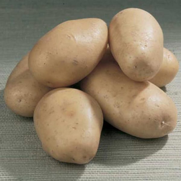 Patate da seme JAERLA calibro 55/60 25 kg